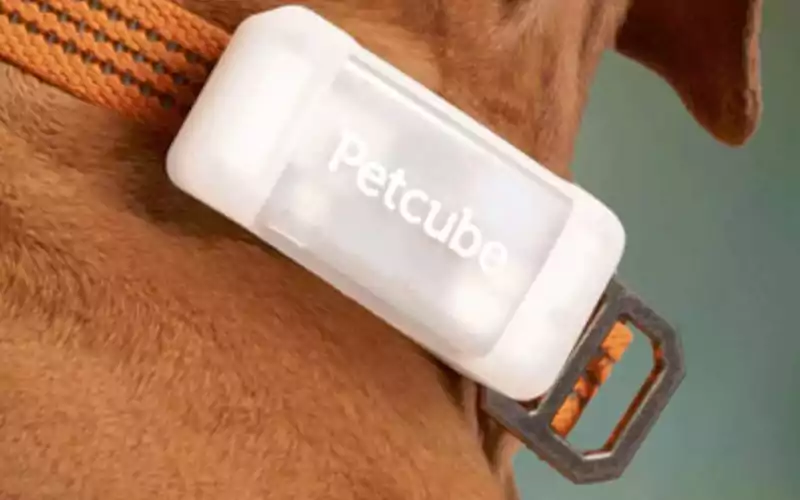 Pet Tracking with Industrial IoT: Why a Helmet Tracker Works Better Than a Pet GPS
