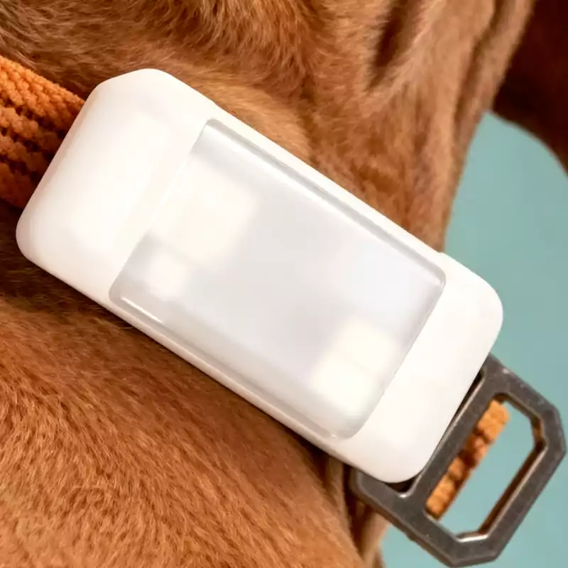 G638 Series on a dog's neck – close-up view, safe and comfortable for active dogs